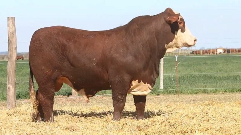 CORRAL 33 RP 10013 BRAFORD