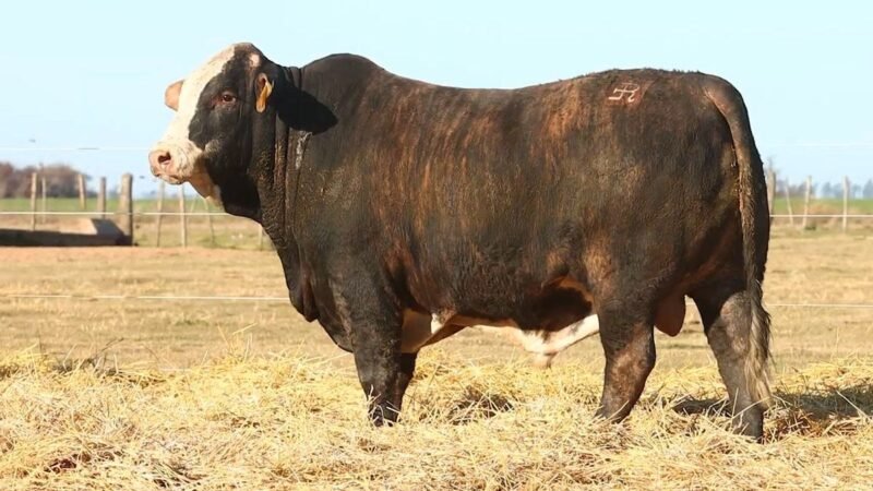 CORRAL 35 RP 10099 BRAFORD