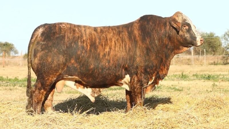 CORRAL 35 RP 10101 BRAFORD