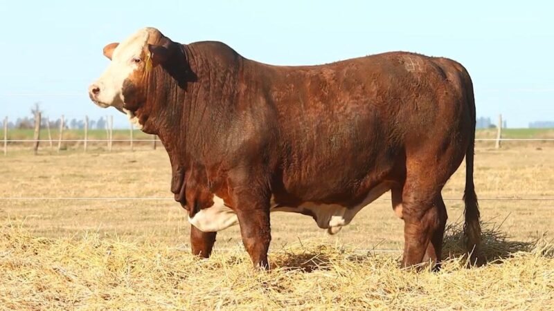 CORRAL 36 RP 10097 BRAFORD