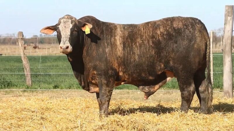 CORRAL 36 RP 10107 BRAFORD