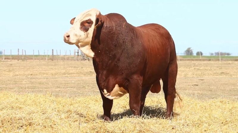 CORRAL 38 RP 9467 BRAFORD