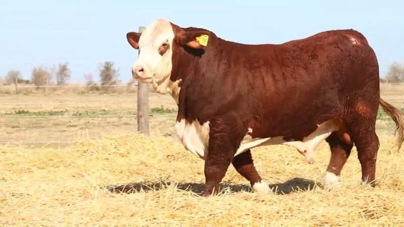 CORRAL 39 RP 9807 BRAFORD