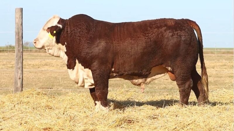 CORRAL 39 RP 9867 BRAFORD