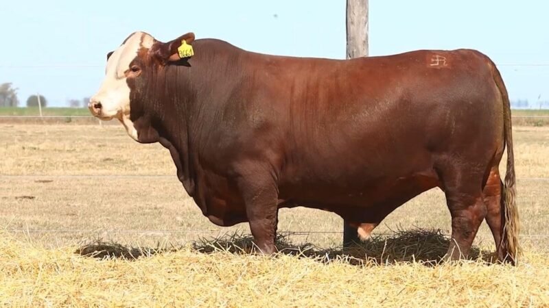 CORRAL 40 RP 9661 BRAFORD