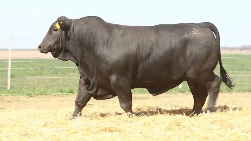 CORRAL 43 RP 667 BRANGUS