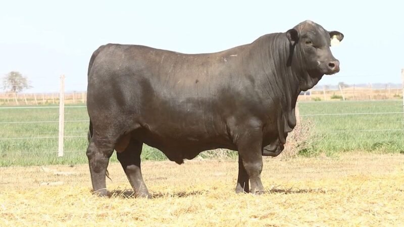 CORRAL 43 RP 655 BRANGUS