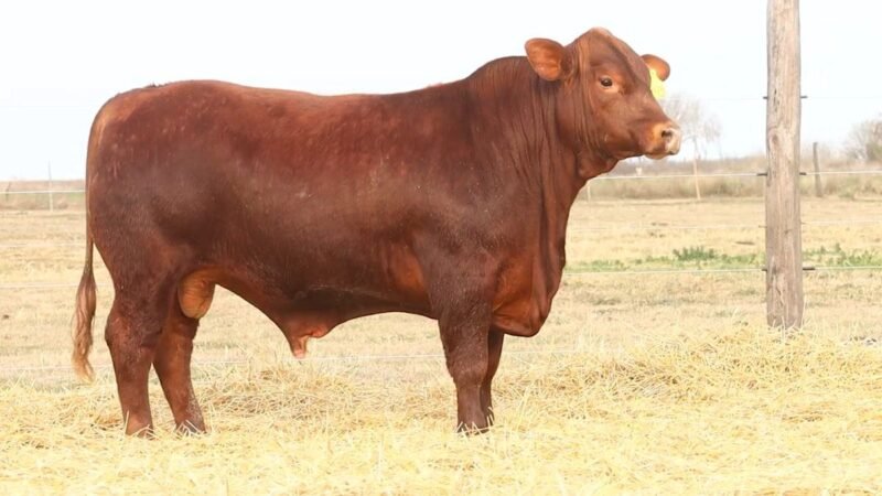 CORRAL 50 RP 2575 BRANGUS