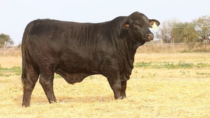 CORRAL 50 RP 2577 BRANGUS