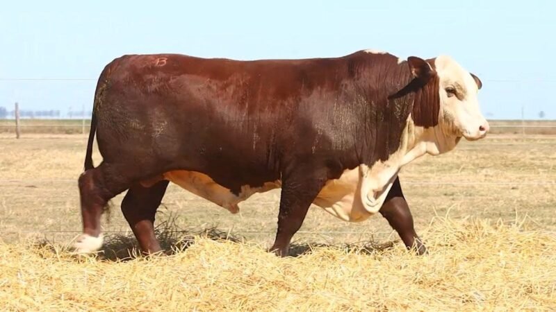 CORRAL 52 RP 9667 BRAFORD