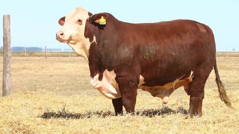 CORRAL 52 RP 9669 BRAFORD