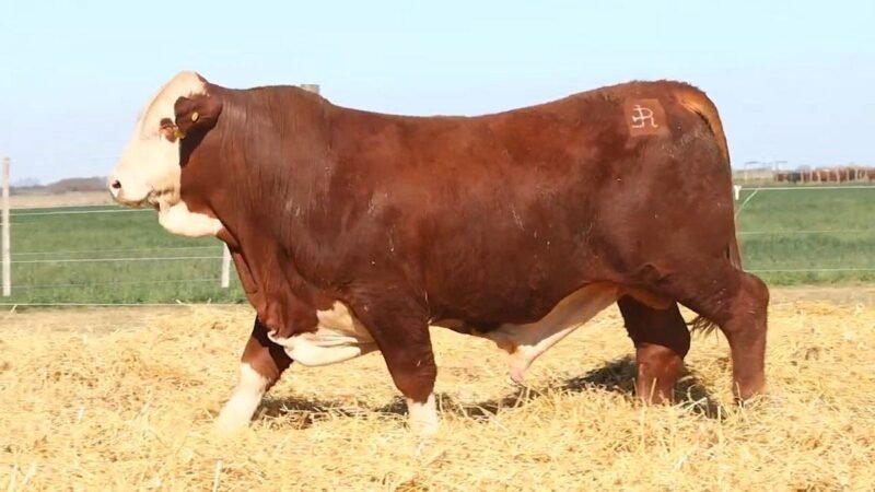 CORRAL 54 RP 9561 BRAFORD