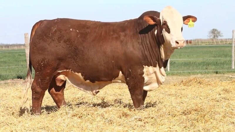 CORRAL 54 RP 09733 BRAFORD