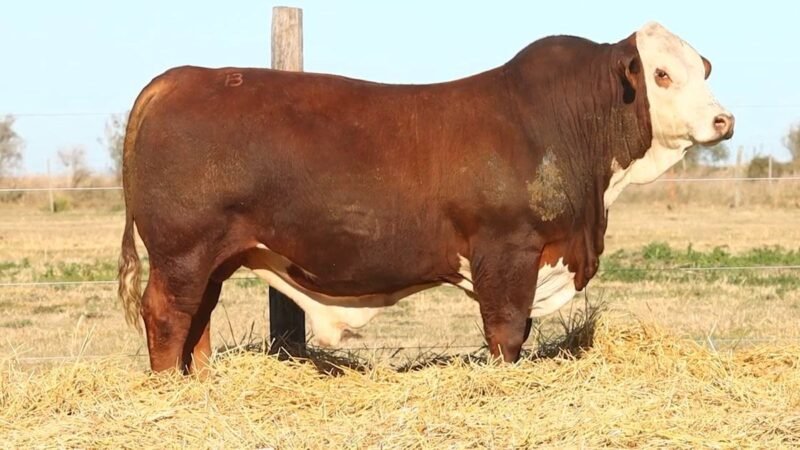 CORRAL 55 RP 013554 BRAFORD