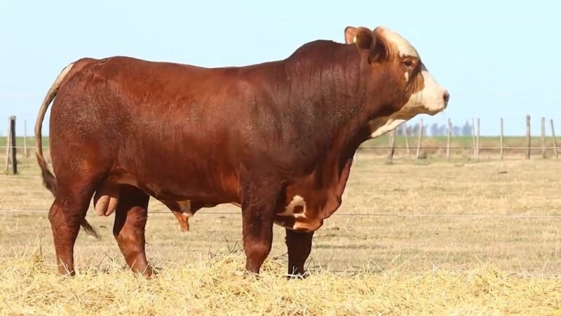 CORRAL 55 RP 9885 BRAFORD