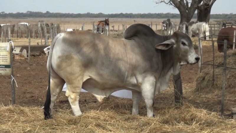 CORRAL 56 RP 2750 BRAHMAN