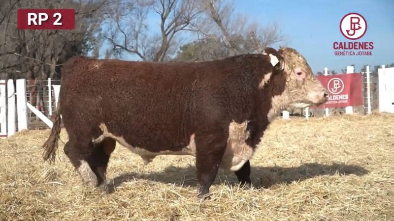 CORRAL 58 RP 3131 HEREFORD