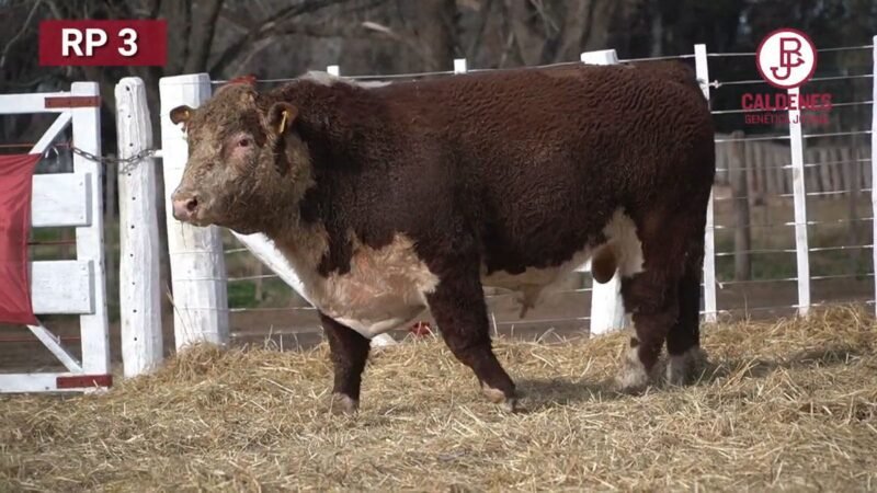 CORRAL 59 RP 3113 HEREFORD