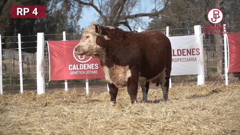 CORRAL 59 RP 3141 HEREFORD