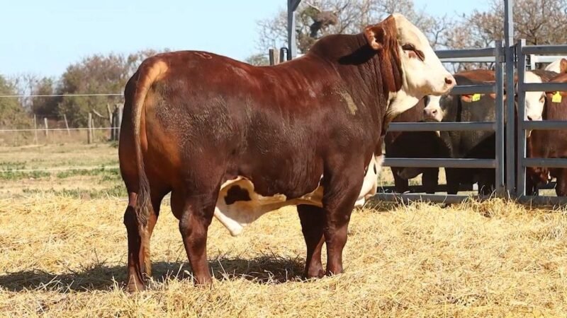 CORRAL 6 RP 9895 BRAFORD