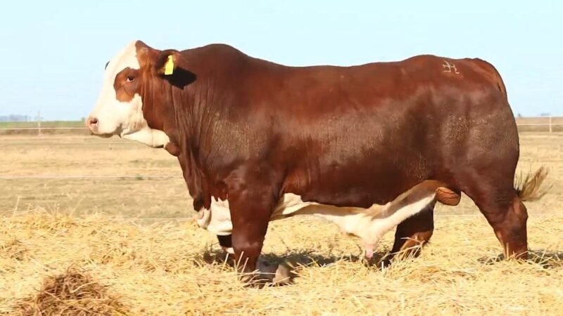 CORRAL 6 RP 9945 BRAFORD