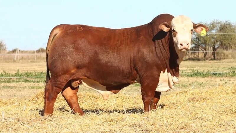 CORRAL 6 RP 9955 BRAFORD