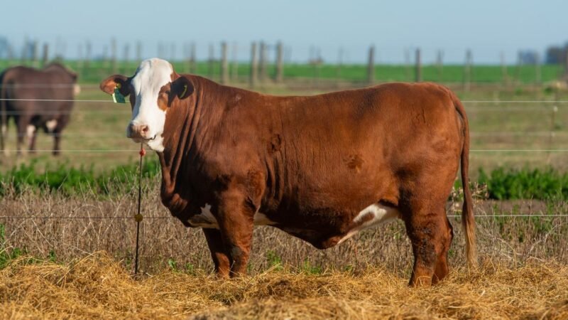 CORRAL 61 RP 1226M VIENTRES BRAFORD PREÑADOS