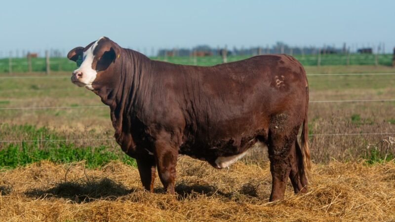 CORRAL 62 RP 1240M VIENTRES BRAFORD PREÑADOS