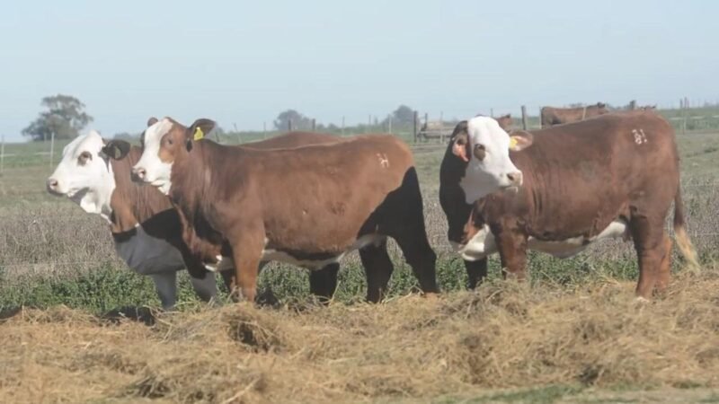 CORRAL 63 RP 1204 VIENTRES BRAFORD PREÑADOS