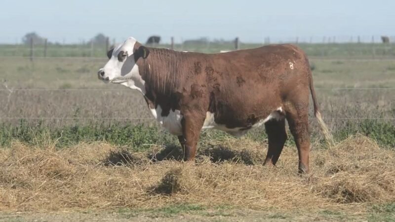 CORRAL 64 RP 1214 VIENTRES BRAFORD PREÑADOS