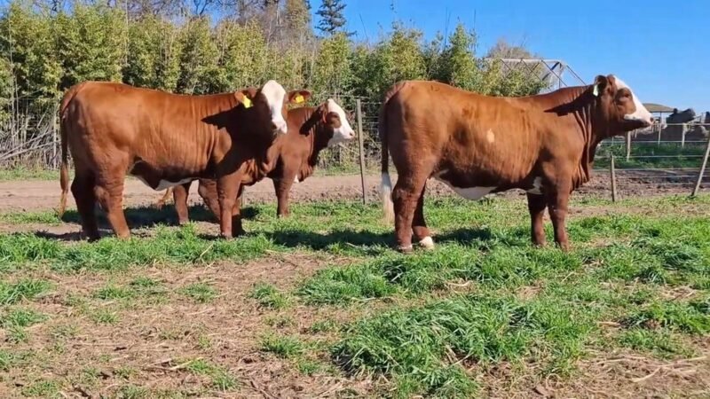 CORRAL 65 RP 1282M VIENTRES BRAFORD PREÑADOS