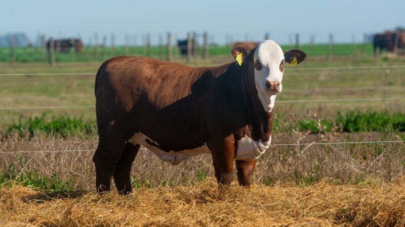 CORRAL 66 RP 1292M VIENTRES BRAFORD PREÑADOS