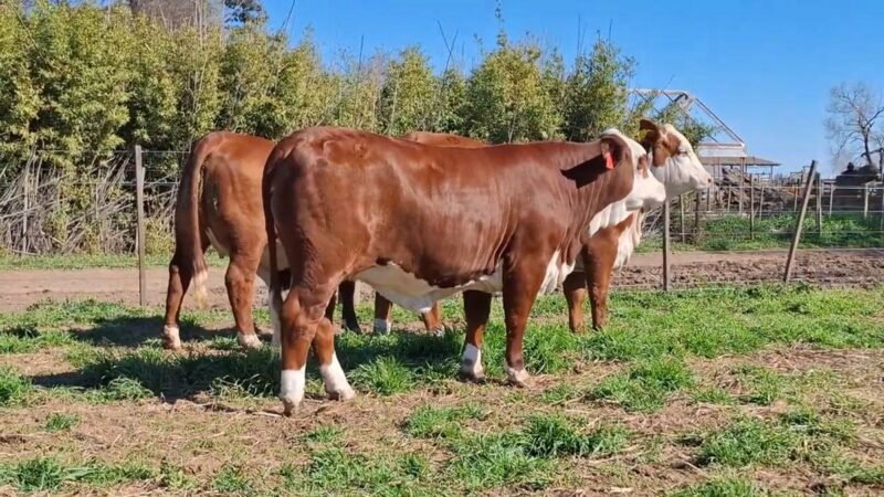 CORRAL 67 RP 1304 VIENTRES BRAFORD PREÑADOS