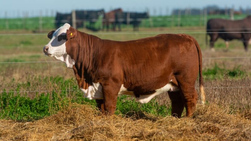 CORRAL 68 RP 1350M VIENTRES BRAFORD PREÑADOS