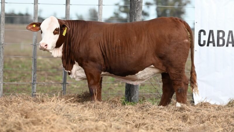 CORRAL 69 RP 0602 VIENTRES BRAFORD PARA SERVICIO