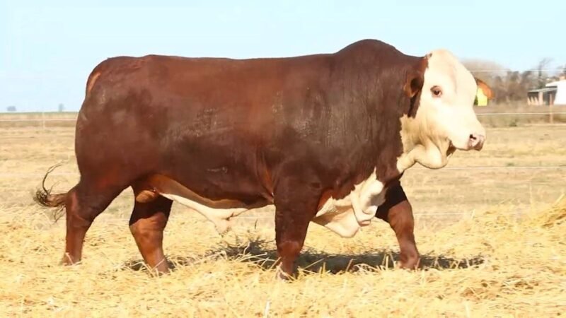 CORRAL 7 RP 9641 BRAFORD