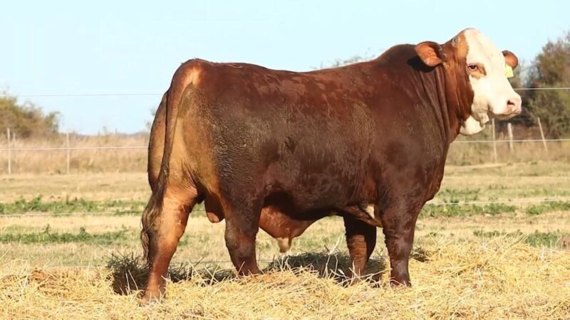 CORRAL 7 RP 9755 BRAFORD