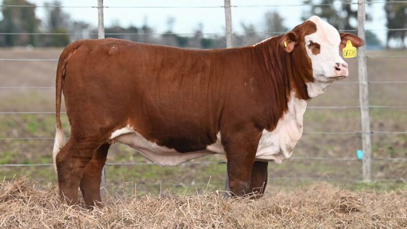 CORRAL 70 RP 0608 VIENTRES BRAFORD PARA SERVICIO