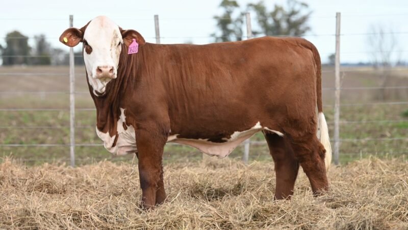 CORRAL 70 RP 0620 VIENTRES BRAFORD PARA SERVICIO