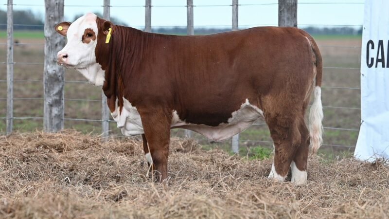 CORRAL 71 RP 0618 VIENTRES BRAFORD PARA SERVICIO