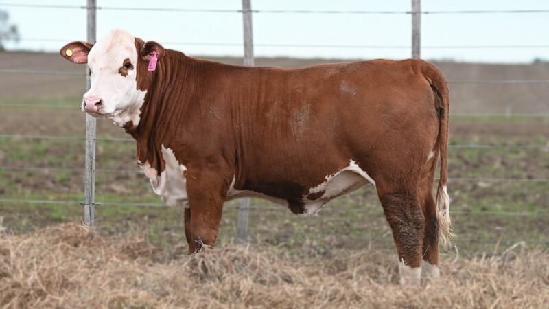 CORRAL 71 RP 0622 VIENTRES BRAFORD PARA SERVICIO