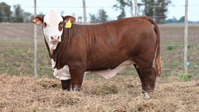 CORRAL 72 RP 0612 VIENTRES BRAFORD PARA SERVICIO