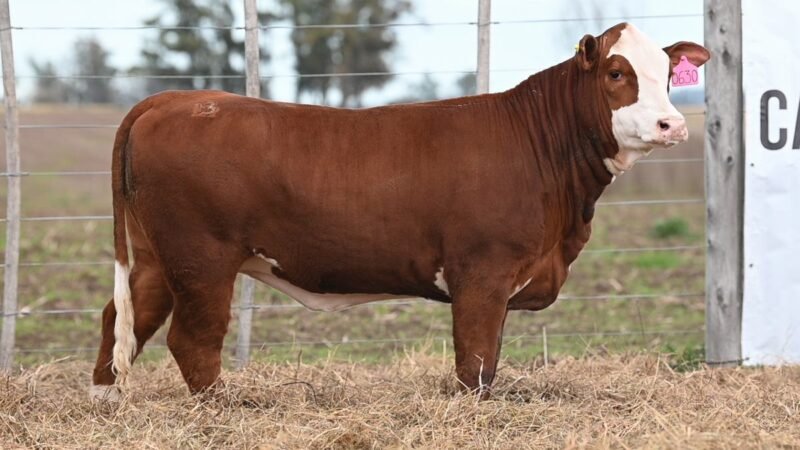 CORRAL 72 RP 0630 VIENTRES BRAFORD PARA SERVICIO