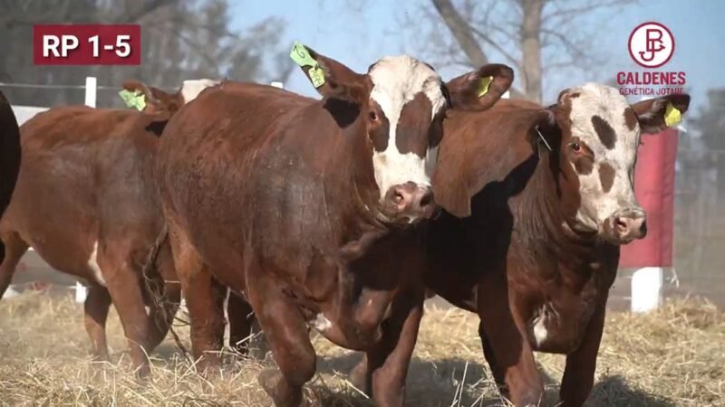 CORRAL 73 VIENTRES BRAFORD MEDIA SANGRE PARA SERVICIO