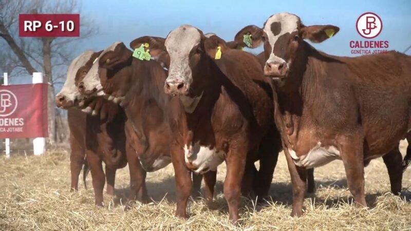 CORRAL 74 VIENTRES BRAFORD MEDIA SANGRE PARA SERVICIO