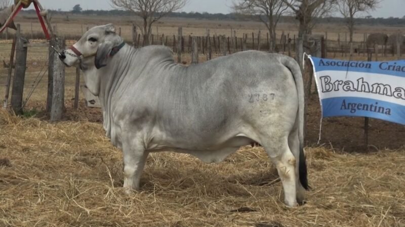 CORRAL 75 RP 2787 VIENTRES BRAHMAN