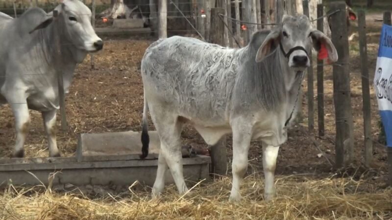 CORRAL 79 RP 2811 VIENTRES BRAHMAN