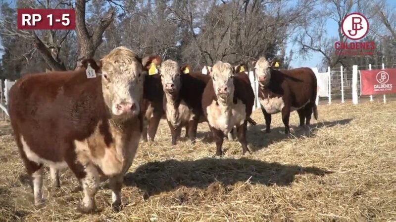 CORRAL 80 VIENTRES P HEREFORD PREÑADOS