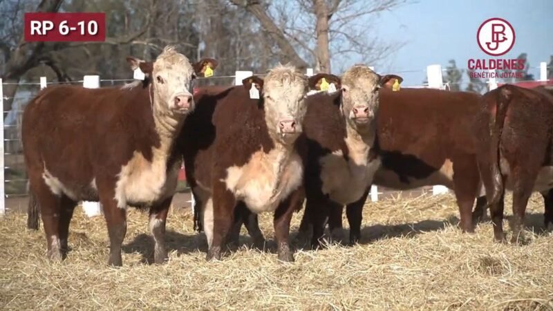 CORRAL 81 VIENTRES P HEREFORD PREÑADOS