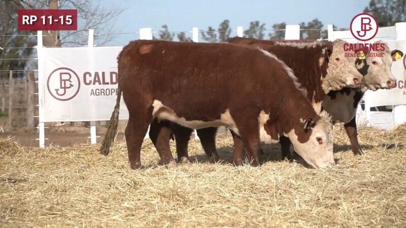 CORRAL 82 VIENTRES P HEREFORD PREÑADOS